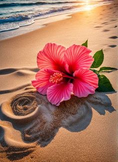 a pink flower sitting on top of a sandy beach next to the ocean at sunset