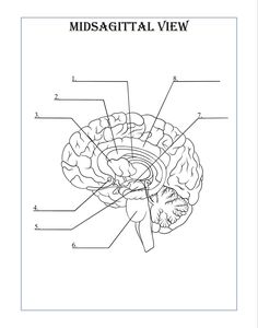 the diagram of the human brain and its major functions, including the cerebratorys