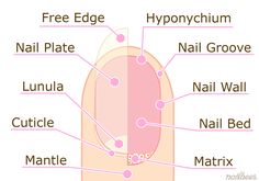 Nail Diagram, Nail Info, Nail Structure, Nail Anatomy, Nail Tech School, Acrylic Nails At Home, Nail Courses, Star Nail Art, Nail Techniques