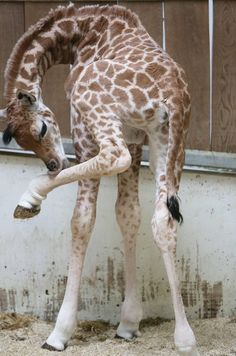 a giraffe standing on its hind legs in an enclosure