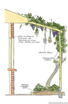 a drawing of an arbor with grape vines growing on it and the words, what's in there?