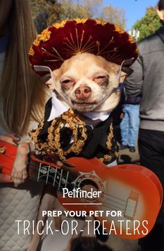 a small dog wearing a sombrero and holding a guitar