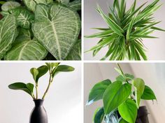 four different types of plants in black vases