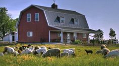 a herd of sheep grazing in front of a red barn