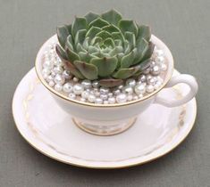 a small succulent in a white cup with pearls on the rim and saucer