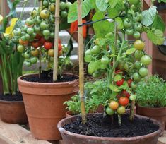 several potted plants with green and red tomatoes in them