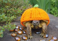 a tortoise wearing an orange knitted hat on top of it's head