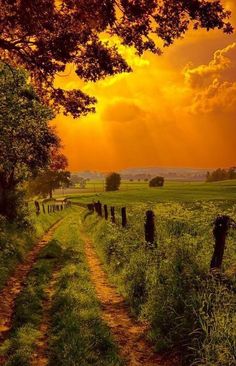 the sun is setting over a grassy field with a dirt path leading to a tree