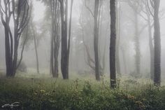 foggy forest with tall trees and grass