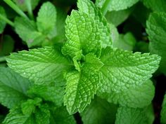 a close up of green leaves on a plant