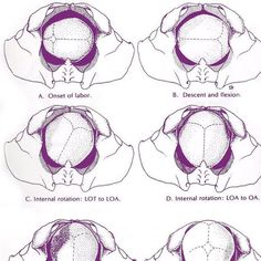 four different views of the human head