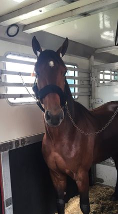 a brown horse standing inside of a stall with a chain on it's neck