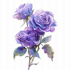 three purple roses with green leaves are on a white background in this watercolor painting