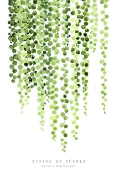 the string of pearls in green is hanging from a white background with text that reads string of pearls