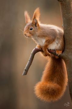 a squirrel is sitting on top of a tree branch