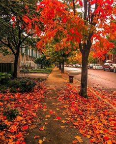 an autumn scene with red leaves on the ground