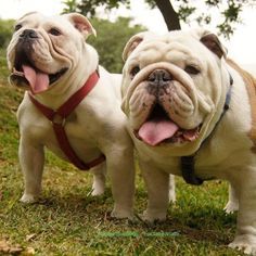 two dogs standing next to each other in the grass