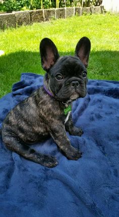 a small black dog laying on top of a blue blanket