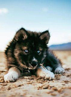 a black and brown puppy laying on top of a dirt field next to a blue sky