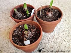 three potted plants sitting on top of a carpet covered floor next to each other