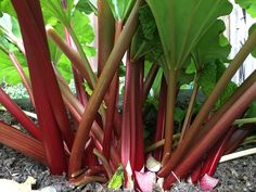 some red and green plants growing in the dirt