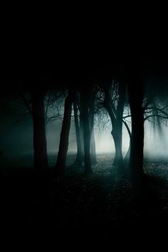 a dark forest with fog and trees in the foreground, on a gloomy night