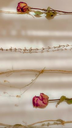 three dried flowers are sitting in the water next to each other on thin stems with tiny buds