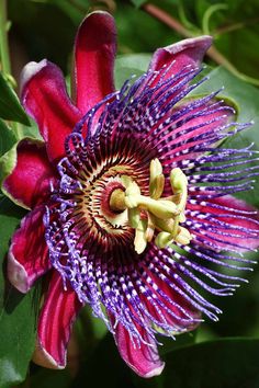 a purple flower with green leaves in the background