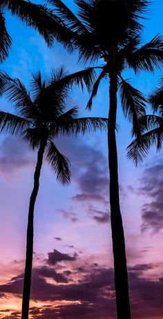 two palm trees are silhouetted against a purple and blue sky as the sun sets