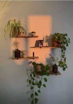 three wooden shelves with plants on them against a white wall