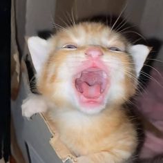 an orange and white cat yawning with its mouth wide open in front of the camera