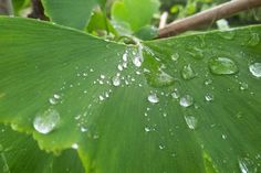 water droplets on the leaves of a plant