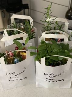 three bags with plants in them sitting on a counter