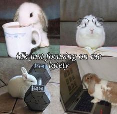 two rabbits sitting next to each other in front of laptops and coffee mugs with the caption, talk just focusing on me lately