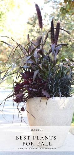 a potted plant with purple flowers in it and the words garden best plants for fall