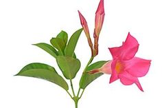 two pink flowers with green leaves against a white background