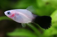 a black and white fish in an aquarium with green plants around it's edges