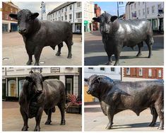 four different pictures of cows on the street