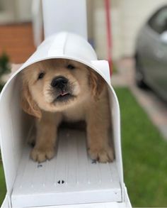 a small dog is sticking its head out of a mailbox with it's mouth open