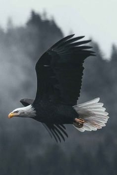 an eagle flying through the air with its wings spread