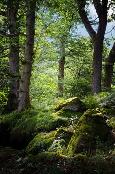 moss covered rocks and trees in the woods