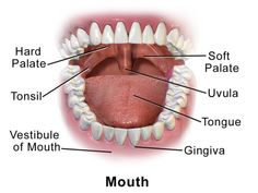 What is the Difference Between Buccal Cavity and Oral Cavity Check more at https://in4arts.com/what-is-the-difference-between-buccal-cavity-and-oral-cavity.html Swollen Uvula, Maxillary Nerve, Teeth Diagram, Mouth Anatomy, Human Mouth, Tooth Repair, Soft Palate, Natural Face Cleanser, Health Images