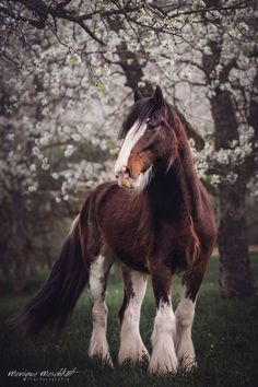 a brown and white horse standing next to a tree filled with blossoming trees in the background