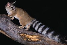 a small animal sitting on top of a tree branch with its tail curled up in the air