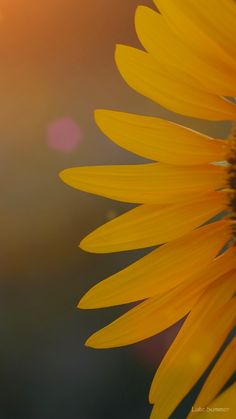 the sun shines brightly behind a large yellow sunflower in front of a blurry background