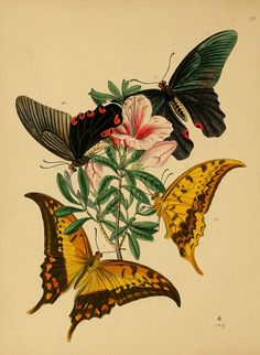 three butterflies on top of a flower with leaves and flowers in the middle one is yellow