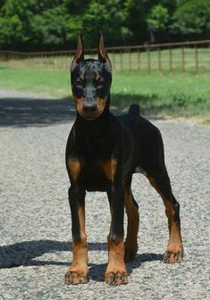 a black and brown dog standing on top of a gravel road