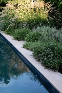 an empty swimming pool surrounded by plants and flowers in the background is a pond with water running through it