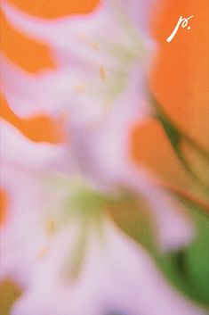 an orange and white flower with the letter f on it's left hand side