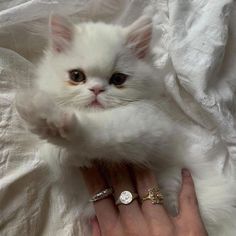 a small white kitten sitting on top of a bed next to someone's hand